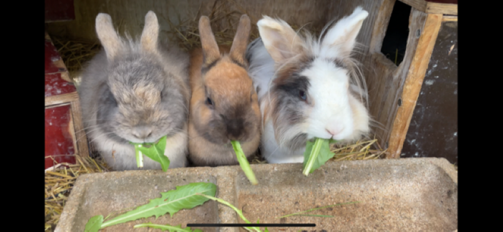 Menthe Neige Speculoos